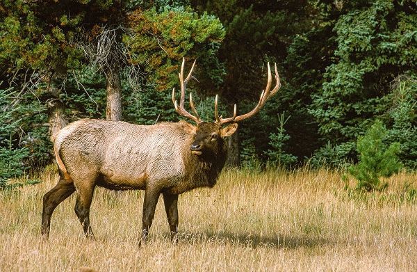 Bull elk with huge rack-Banff National Park-Canada